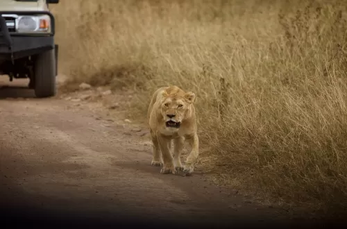 Understanding the Serengeti Climate: A Complete Guide