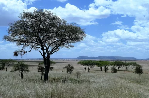 Serengeti Conservation: Preserving a Global Treasure