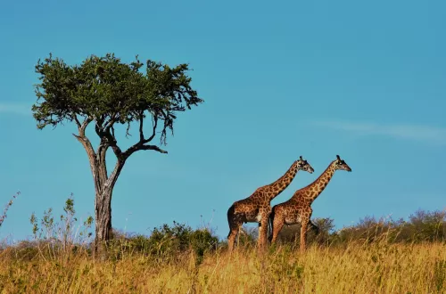 Serengeti Ecosystem: Discover Wildlife and Biodiversity