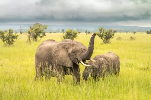 Discover the Magic of Serengeti Elephant Herds