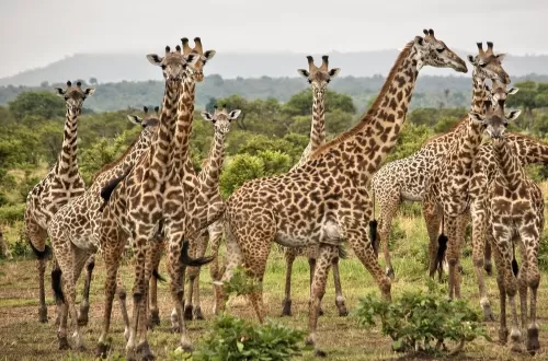 Serengeti Giraffe Sightings in the Beauty of Tanzania