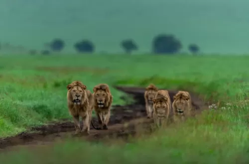 The Enchantment of the Serengeti Green Season