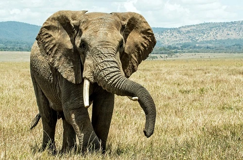 Serengeti Group Safari 2026/2027: Shared Tours from Arusha