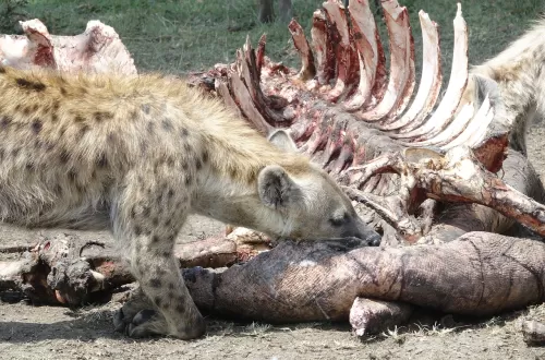 Experiencing the World of Serengeti Hyena Packs