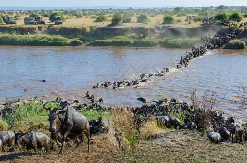Serengeti Migration Safari in June 2026/2027: Grumeti River
