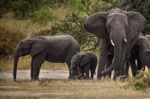 Your Ultimate Guide to Serengeti National Park Tickets