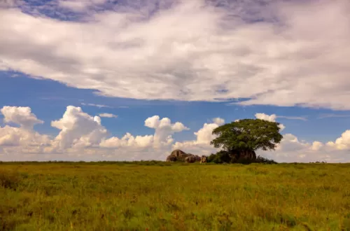 Understanding Serengeti National Park Weather Patterns