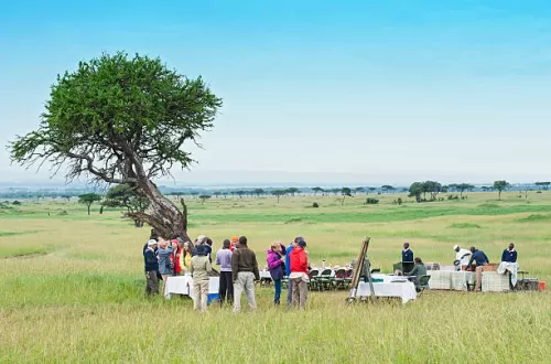 Serengeti Picnic Lunches: A Unique Way to Dine in the Wild