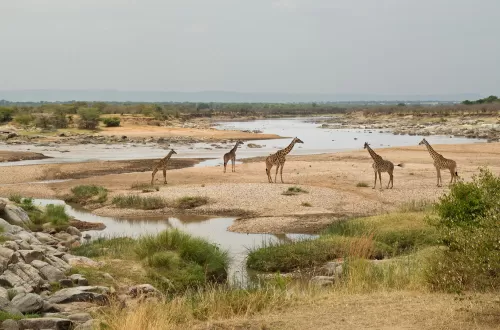 Serengeti Plains: Nature’s Ultimate Wildlife Sanctuary