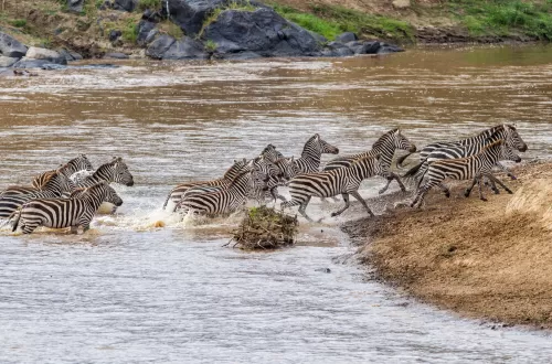 Discovering the Serenity of Serengeti River Habitats