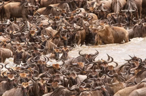 The Fascinating Serengeti Seasonal Changes