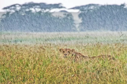 Understanding the Impact of Serengeti Seasonal Rains