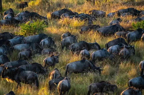 Expert Serengeti Travel Tips for a Perfect Safari Tour