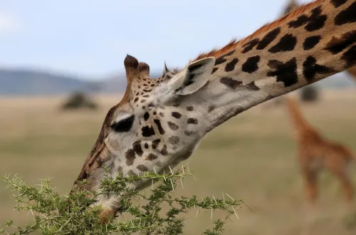 Serengeti Visitor Center: Exploring the Heart of the Park