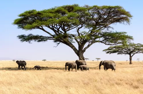 Serengeti Wildlife Diversity: Showcase of Nature’s Wonders