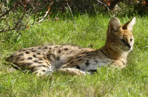 Serval Wildlife Safari in Tanzania: The Graceful Wildcat