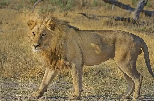 Exploring the Wonders of the Southern Tanzania Zone