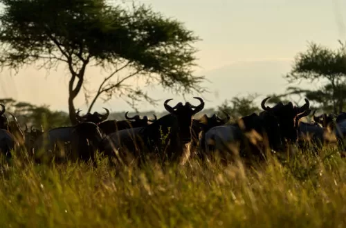 Tanzania, East Africa: Ultimate Destination for Adventure