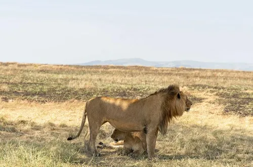 Tanzania Holiday in July 2026/2027: Safaris, Beaches & Tours