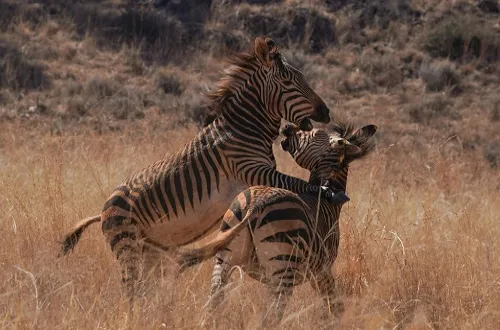 Tanzania July Itinerary 2026/2027: Summer Holidays