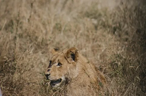 Tanzania Safari Cost: See Prices And Book Today