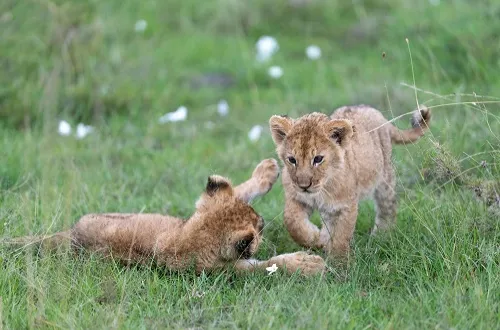 Tanzania Safari in July 2026/2027: Best Time for Wildlife