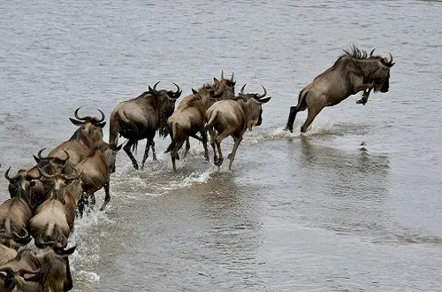 Ultimate Tanzania Safari Packages July 2026/2027