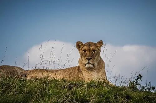 Tanzania Safari Tour Operators for Best Wildlife Trips