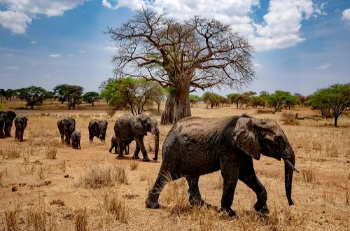 Tanzania Safari Tours From Armenia