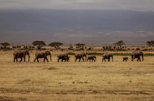 Tanzania Safari Tours From Azerbaijan