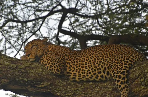 Tanzania Safari Tours From Bahrain