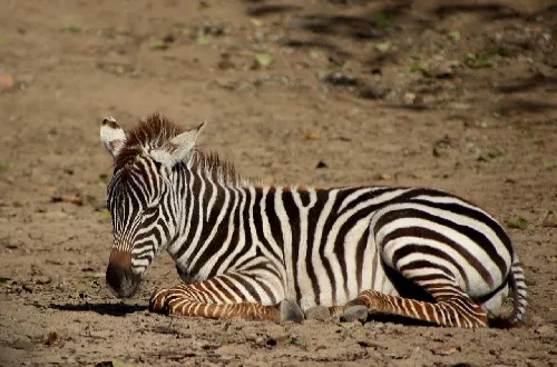 Tanzania Safari Tours From Bulgaria