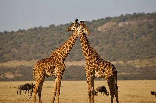 Tanzania Safari Tours From Cambodia