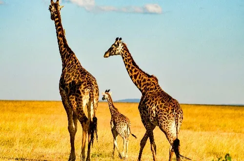 Tanzania Safari Tours From Croatia