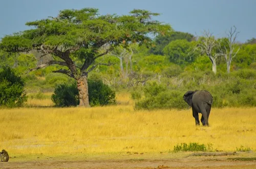 Tanzania Safari Tours From Cyprus