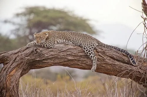 Tanzania Safari Tours From Czech Republic
