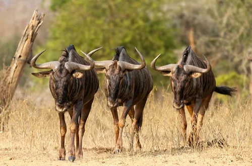 Tanzania Safari Tours From Georgia