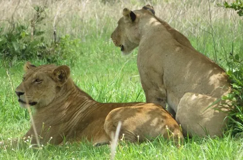 Tanzania Safari Tours From Germany