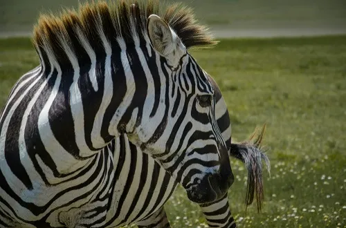 Tanzania Safari Tours From Holy See