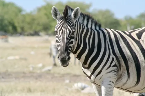 Tanzania Safari Tours From Ireland