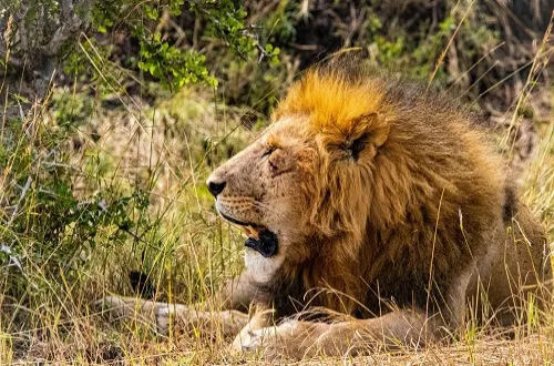 Tanzania Safari Tours From Israel