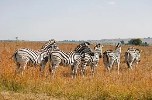 Tanzania Safari Tours From Italy