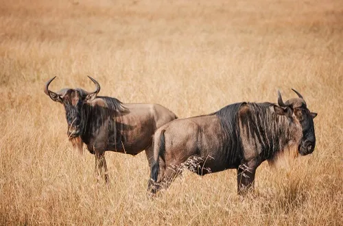Tanzania Safari Tours From Jordan