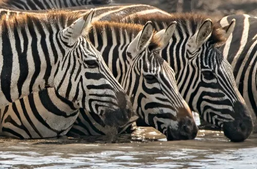 Tanzania Safari Tours From Laos