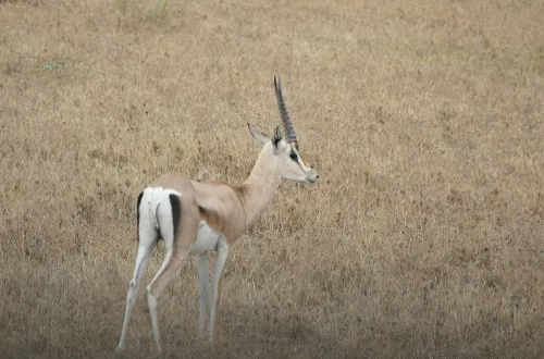 Tanzania Safari Tours From Malaysia