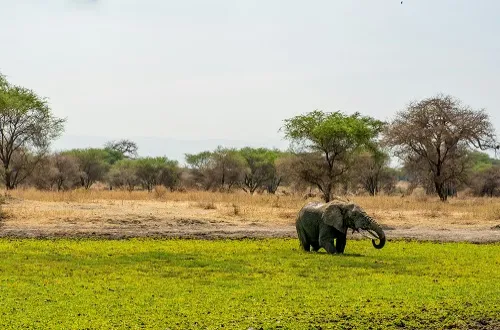 Tanzania Safari Tours From Maldives