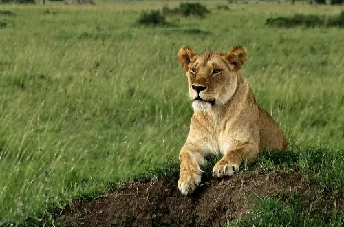 Tanzania Safari Tours From Malta