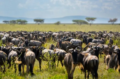 Tanzania Safari Tours From Monaco