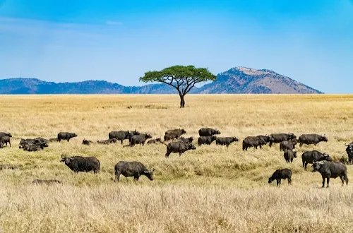 Tanzania Safari Tours From Oman
