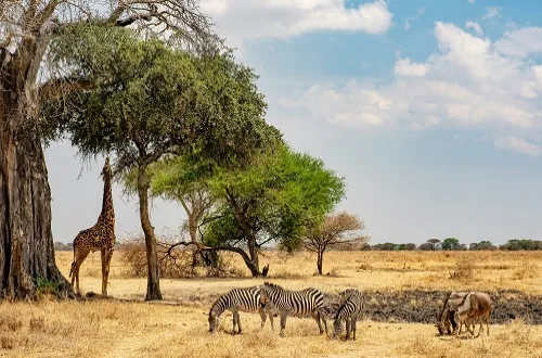 Tanzania Safari Tours From Qatar